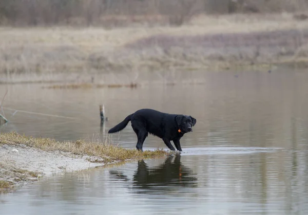 Koira Vedessä — kuvapankkivalokuva