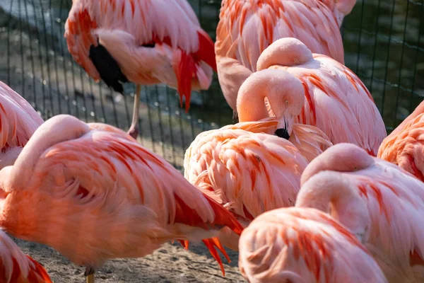 Vacker Rosa Flamingo Djurparken — Stockfoto