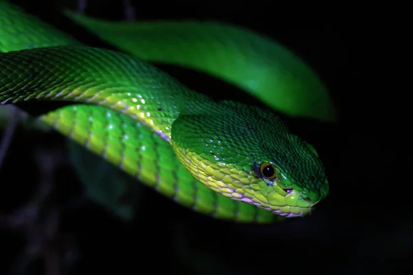 Serpente Verde Fundo Preto — Fotografia de Stock