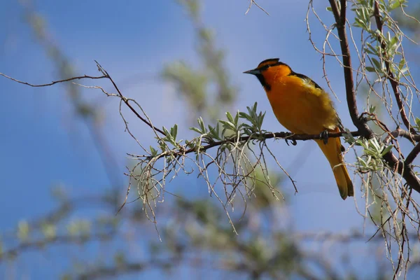 Beautiful Bird Branch — Stock Photo, Image