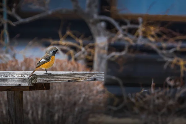 Птица Сидит Бревне Лесу — стоковое фото