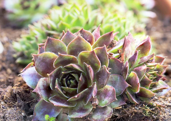 Close Cactus Plant — Stock Photo, Image