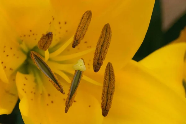 花园里美丽的黄花 — 图库照片