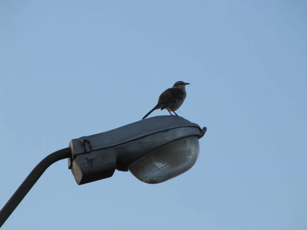 一只小鸟正坐在屋顶上 — 图库照片