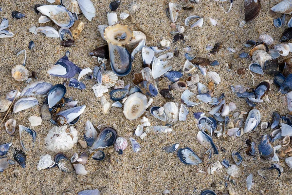 Muscheln Strand — Stockfoto