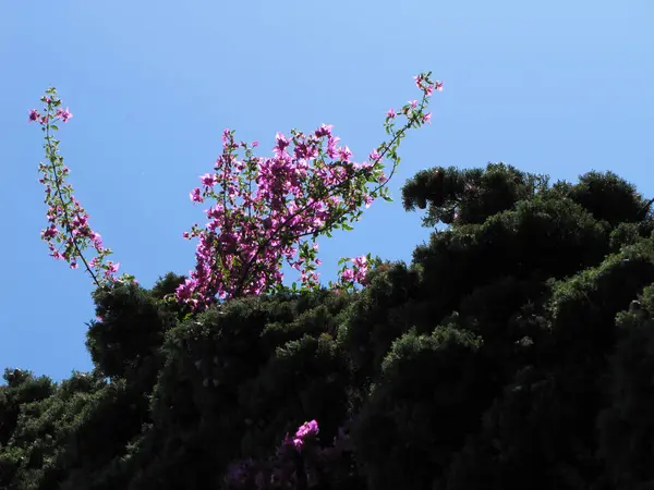 Piękne Botaniczne Ujęcie Naturalna Tapeta — Zdjęcie stockowe