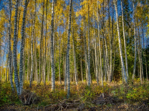 Prachtig Herfstbos Met Gele Bladeren — Stockfoto