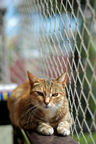 Nahaufnahme Von Katze Auf Der Straße — Stockfoto