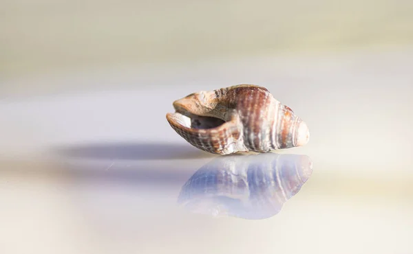 Sea Shell White Background — Stock Photo, Image