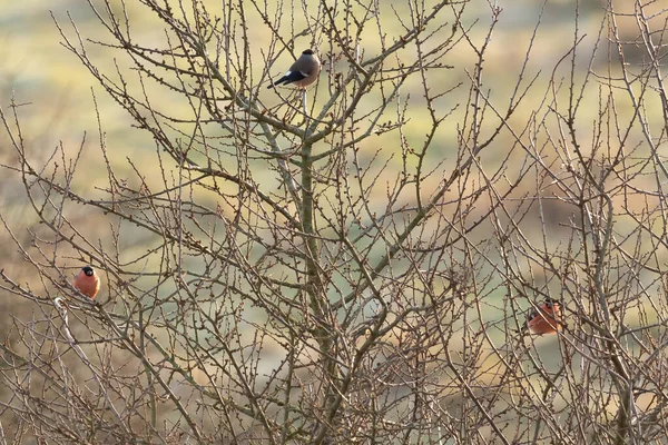 Oiseau Dans Forêt — Photo