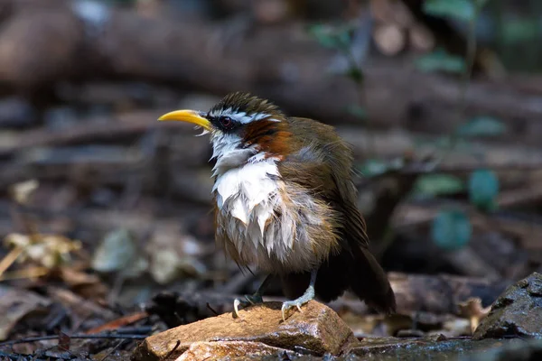 Ein Vogel Sitzt Auf Einem Baumstamm Wald — Stockfoto