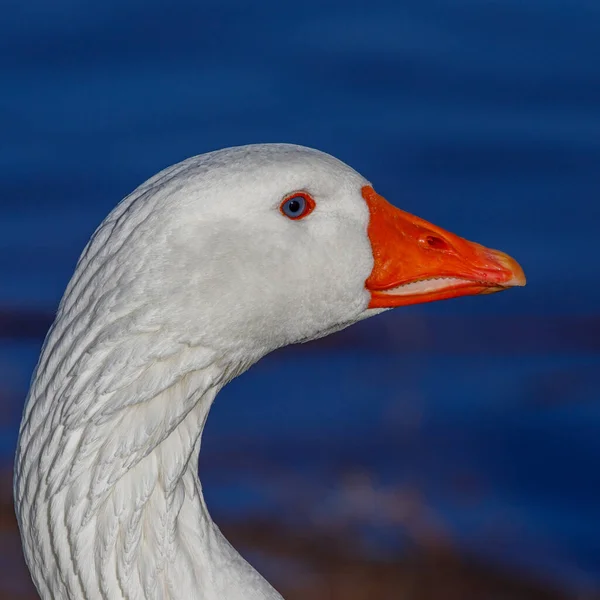 Fehér Hattyú Tavon — Stock Fotó