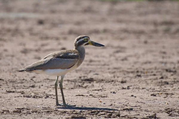 Close Zicht Kleine Vogel — Stockfoto