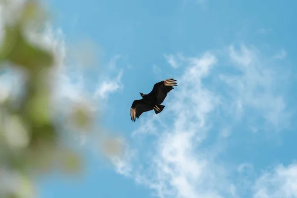 Ein Vogel Fliegt Den Himmel — Stockfoto