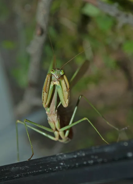 Close Grasshopper — Stock Photo, Image