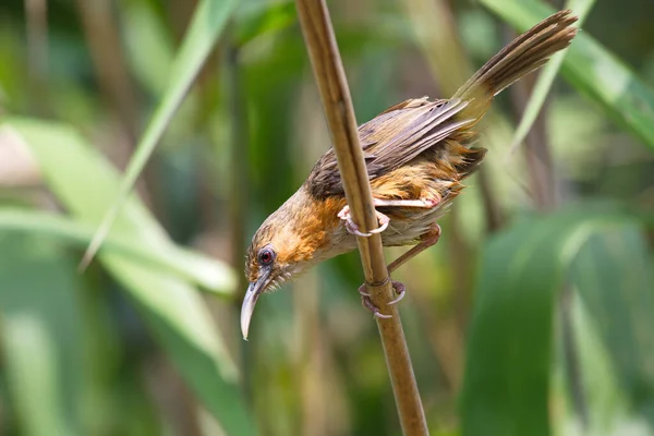 Vogel Auf Einem Ast Eines Baumes — Stockfoto