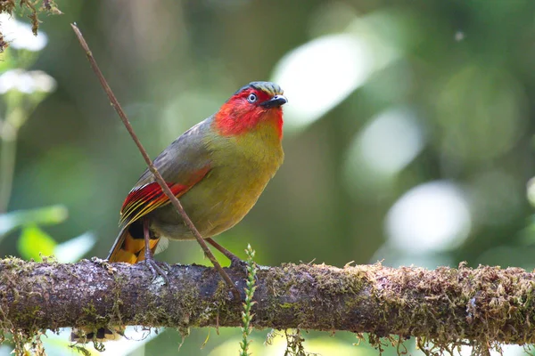 Beautiful Bird Branch — Stock Photo, Image