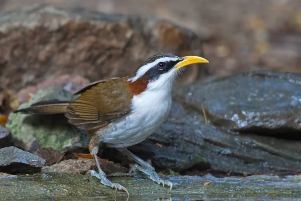 Een Vogel Zit Een Boomstam Het Bos — Stockfoto