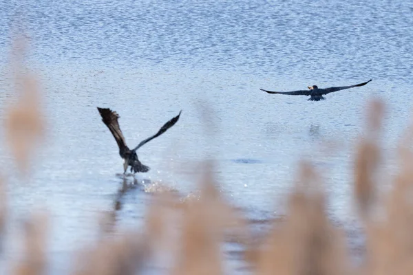 Mooie Vogel Het Meer — Stockfoto