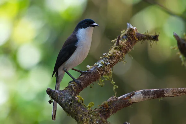 Een Vogel Zit Een Tak — Stockfoto