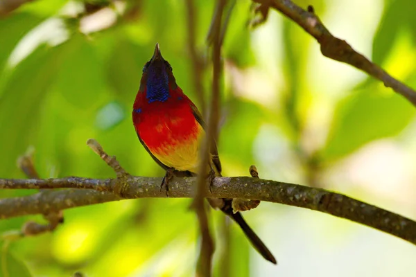 Red Bird Branch — Stock Photo, Image