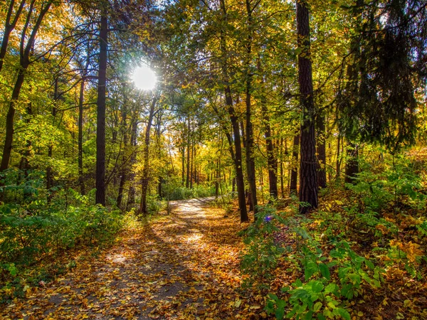 Herbstwald Mit Gelben Blättern Und Bäumen — Stockfoto