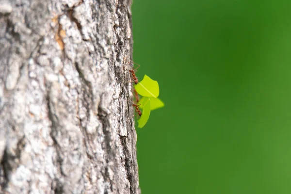 Feuilles Vertes Sur Arbre — Photo