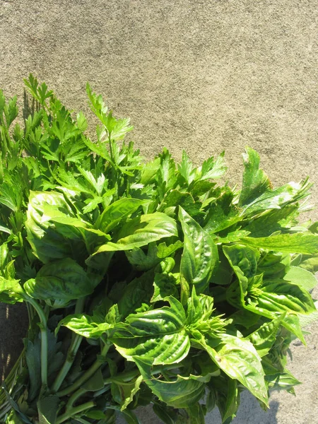 Fresh Parsley Leaves White Background — Stock Photo, Image