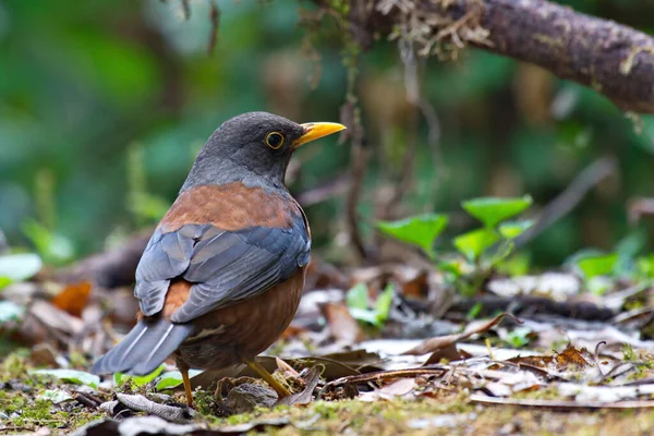 Closeup Shot Bird — Stock Photo, Image