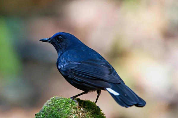 Closeup Shot Black Headed Blackbird Perched Branch — Stock Photo, Image
