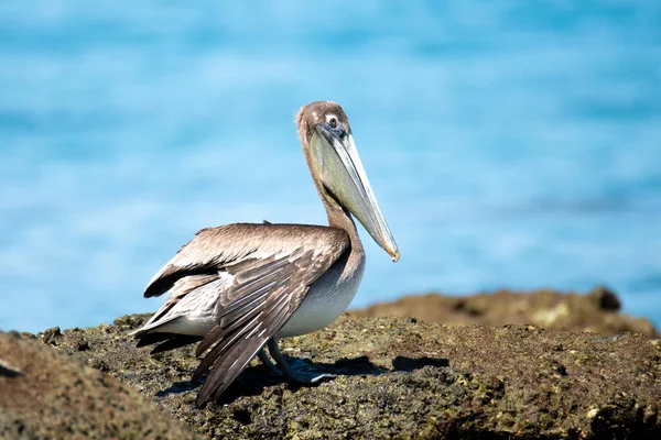 Closeup Shot Pelican Standing Beach — Stock Photo, Image