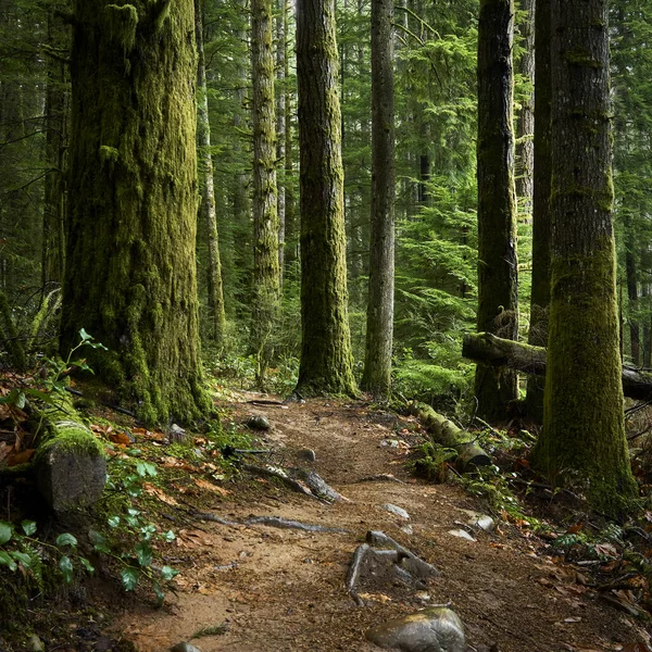 山の中の美しい森 — ストック写真