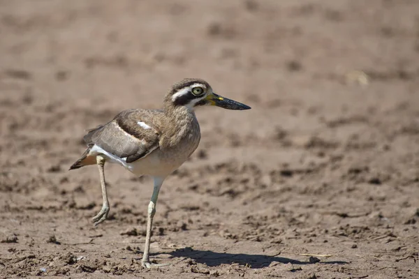 Nahaufnahme Des Kleinen Vogels — Stockfoto