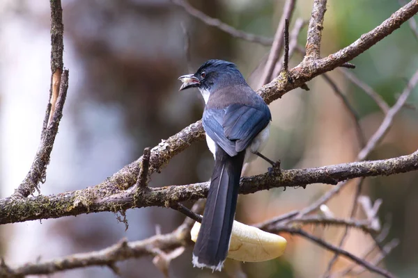 Oiseau Est Assis Sur Une Branche Arbre — Photo