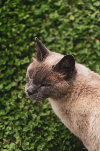 Katt Gatan — Stockfoto