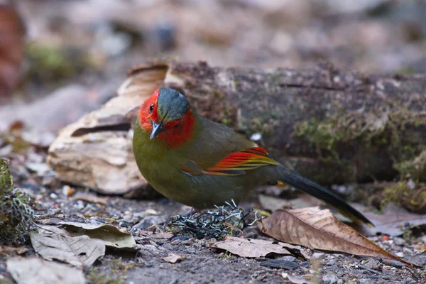 Closeup Shot Beautiful Bird — Stock Photo, Image