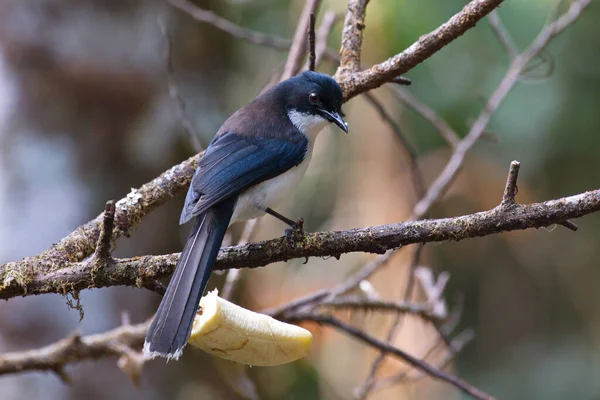 Oiseau Est Assis Sur Une Branche — Photo