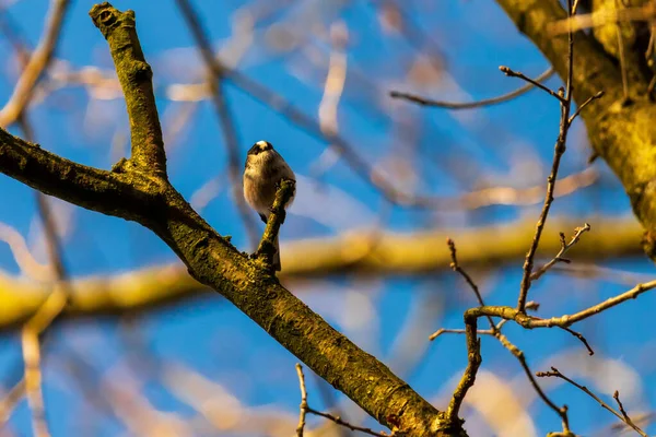 Küçük Kuşun Yakın Görüntüsü — Stok fotoğraf