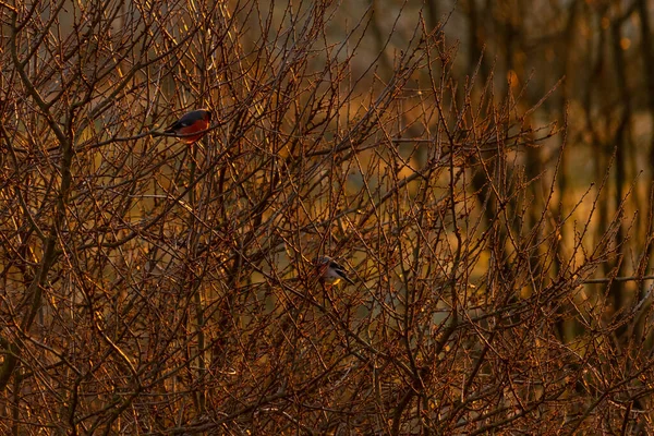 Vogel Auf Dem Baum — Stockfoto