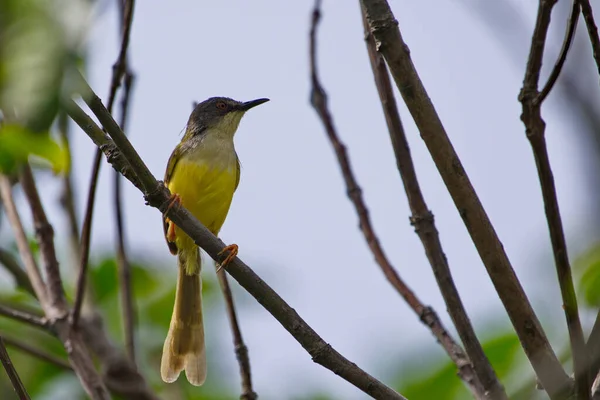 Ein Vogel Sitzt Auf Einem Ast Eines Baumes — Stockfoto