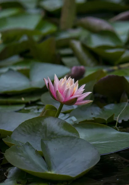 Hermosa Flor Loto Estanque —  Fotos de Stock