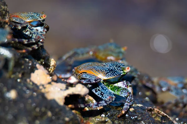 Perto Sapo Água — Fotografia de Stock