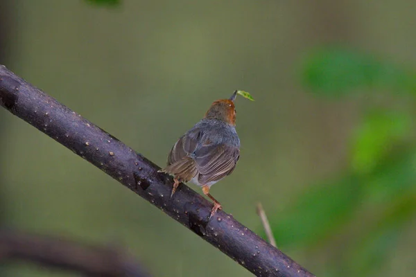 Pájaro Una Rama Árbol — Foto de Stock