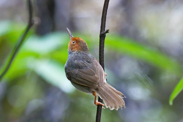Küçük Kuşun Yakın Görüntüsü — Stok fotoğraf
