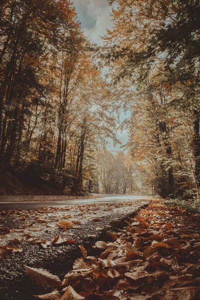 秋天的森林 长满了树木和雪 — 图库照片