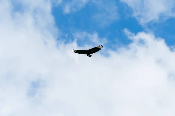 Een Vogel Die Lucht Vliegt — Stockfoto