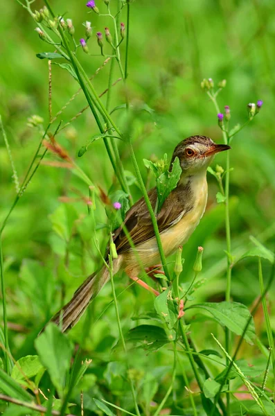 Hermoso Pájaro Jardín —  Fotos de Stock