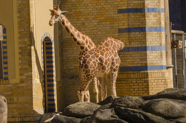 Hayvanat Bahçesindeki Zürafalar — Stok fotoğraf