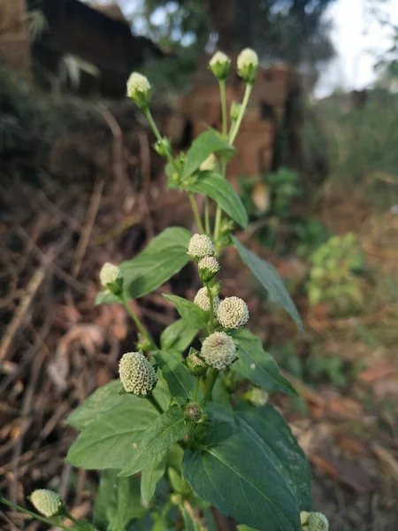 Vacker Botanisk Skott Naturliga Tapeter — Stockfoto