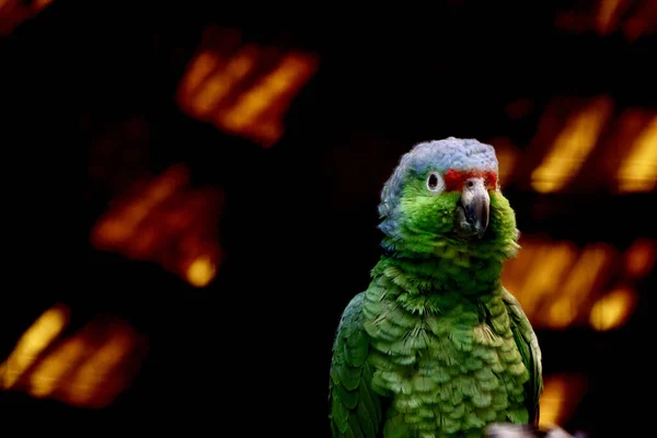 Parrot Bird Animal Fauna Wildlife Flora Birds Animals People — Stock Photo, Image